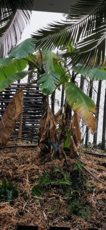Pose de gazon par une entreprise paysagère sur Lège-Cap-Ferret