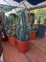 Paysagiste pour la création et l'aménagement d'un jardin paysager à Venelles